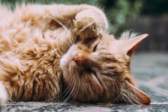 猫の「点」の謎を解明!その意味や由来、スピリチュアルな解釈まで 1 e78cabe381aee3808ce782b9e3808de381aee8ac8ee38292e8a7a3e6988eefbc81e3819de381aee6848fe591b3e38284e794b1e69da5e38081e382b9e38394e383aa
