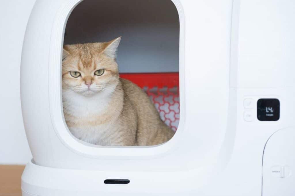 猫のうんちに血が!考えられる病気と対処法 5 e78cabe381aee38186e38293e381a1e381abe8a180e3818cefbc81e88083e38188e38289e3828ce3828be79785e6b097e381a8e5afbee587a6e6b395