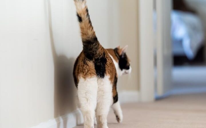猫のおしりから液体が出て臭い!考えられる原因と対処法 5 e78cabe381aee3818ae38197e3828ae3818be38289e6b6b2e4bd93e3818ce587bae381a6e887ade38184efbc81e88083e38188e38289e3828ce3828be58e9fe59ba0