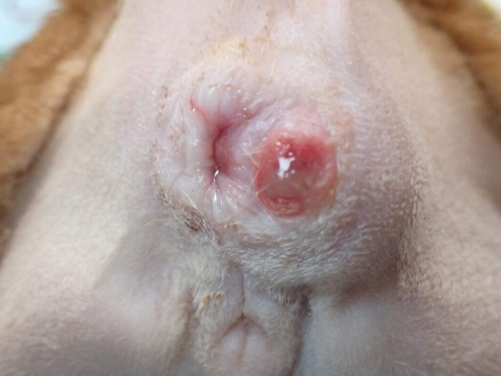 猫のお尻の穴が腫れてる!原因と対処法、病院へ行く目安 3 e78cabe381aee3818ae5b0bbe381aee7a9b4e3818ce885abe3828ce381a6e3828befbc81e58e9fe59ba0e381a8e5afbee587a6e6b395e38081e79785e999a2e381b8