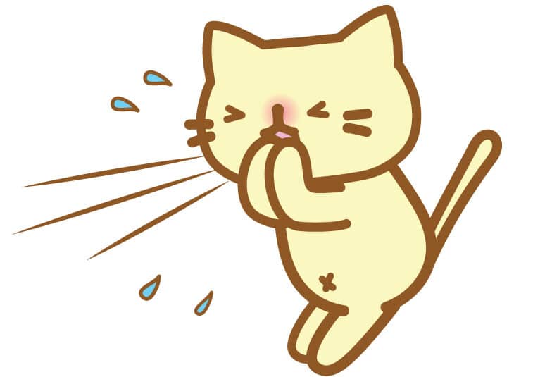 猫のくしゃみが止まらない!原因と対処法 5 e78cabe381aee3818fe38197e38283e381bfe3818ce6ada2e381bee38289e381aae38184efbc81e58e9fe59ba0e381a8e5afbee587a6e6b395