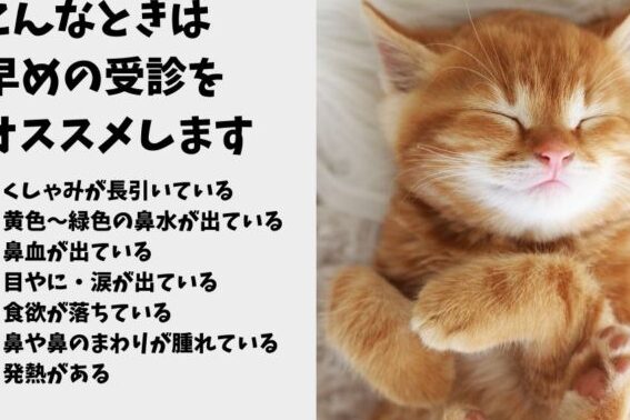 猫のくしゃみはアレルギー?原因と対処法、病院へ行く目安 5 e78cabe381aee3818fe38197e38283e381bfe381afe382a2e383ace383abe382aee383bcefbc9fe58e9fe59ba0e381a8e5afbee587a6e6b395e38081e79785e999a2