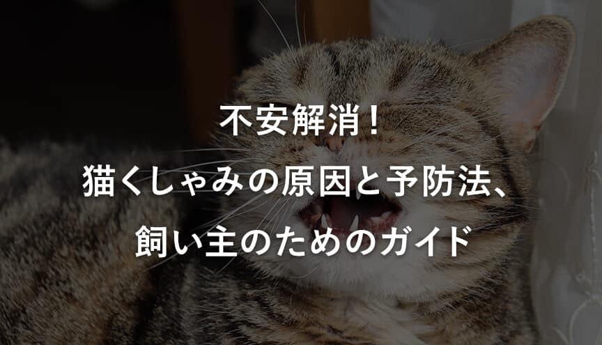 猫のくしゃみはストレス?原因と対処法、ストレス軽減の方法 5 e78cabe381aee3818fe38197e38283e381bfe381afe382b9e38388e383ace382b9efbc9fe58e9fe59ba0e381a8e5afbee587a6e6b395e38081e382b9e38388e383ac