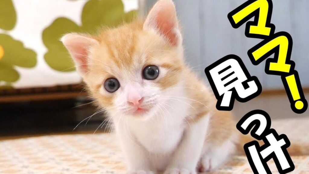 猫のくり:可愛い仕草の画像と動画集 1 e78cabe381aee3818fe3828aefbc9ae58fafe6849be38184e4bb95e88d89e381aee794bbe5838fe381a8e58b95e794bbe99b86