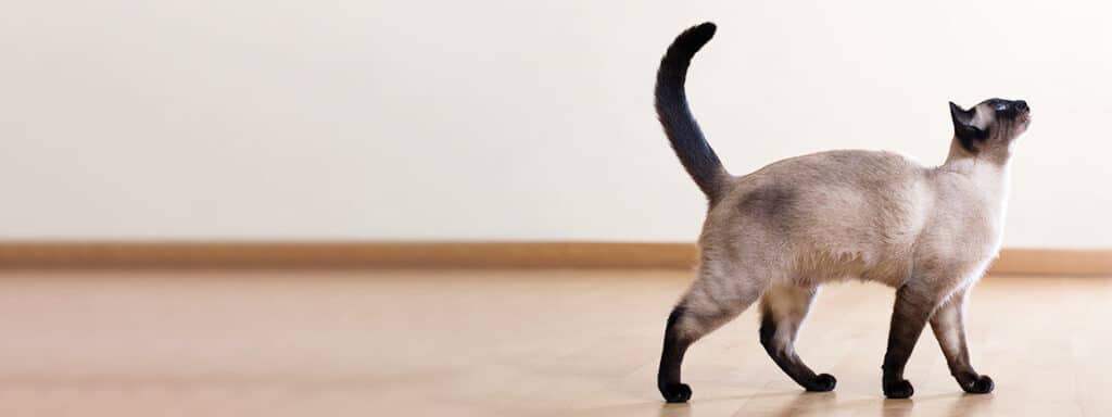 猫のしっぽがぷるぷる?隠された感情を読み解く 1 e78cabe381aee38197e381a3e381bde3818ce381b7e3828be381b7e3828befbc9fe99aa0e38195e3828ce3819fe6849fe68385e38292e8aaade381bfe8a7a3e3818f