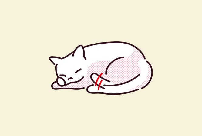 猫のしっぽがパタパタ上下に動く!その意味とは? 5 e78cabe381aee38197e381a3e381bde3818ce38391e382bfe38391e382bfe4b88ae4b88be381abe58b95e3818fefbc81e3819de381aee6848fe591b3e381a8e381af