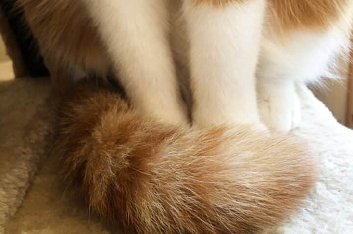 猫のしっぽが膨らんでる!病気の可能性も? 5 e78cabe381aee38197e381a3e381bde3818ce886a8e38289e38293e381a7e3828befbc81e79785e6b097e381aee58fafe883bde680a7e38282efbc9f