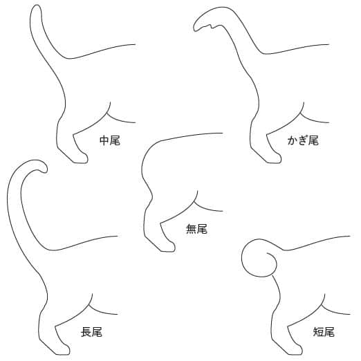 猫のしっぽでわかる気持ち: しっぽの動きで感情を察知! 8 e78cabe381aee38197e381a3e381bde381a7e3828fe3818be3828be6b097e68c81e381a1 e38197e381a3e381bde381aee58b95e3818de381a7e6849fe68385e38292