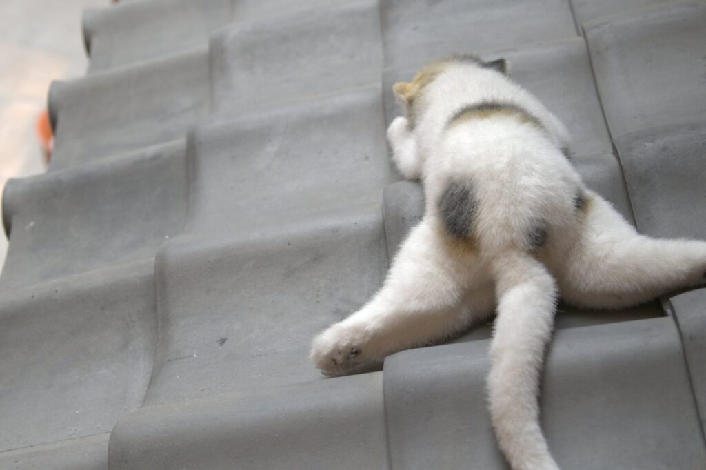 猫のしっぽのパタパタ: 興奮や警戒のサイン? 8 e78cabe381aee38197e381a3e381bde381aee38391e382bfe38391e382bf e88888e5a5aee38284e8ada6e68892e381aee382b5e382a4e383b3efbc9f