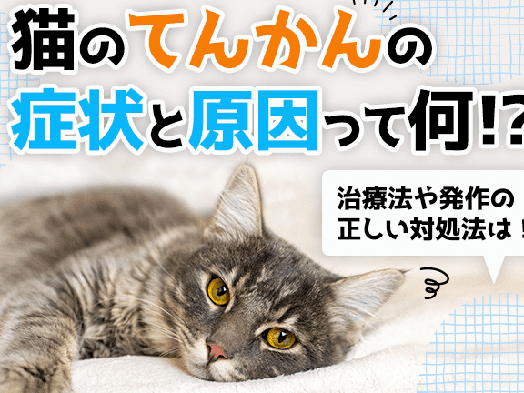 猫のてんかん!症状と原因、治療法、飼い主ができること 1 e78cabe381aee381a6e38293e3818be38293efbc81e79787e78ab6e381a8e58e9fe59ba0e38081e6b2bbe79982e6b395e38081e9a3bce38184e4b8bbe3818ce381a7