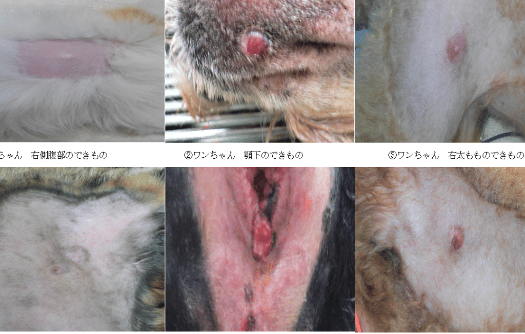 猫のできもの画像:種類と病気の可能性、受診の目安 5 e78cabe381aee381a7e3818de38282e381aee794bbe5838fefbc9ae7a8aee9a19ee381a8e79785e6b097e381aee58fafe883bde680a7e38081e58f97e8a8bae381ae