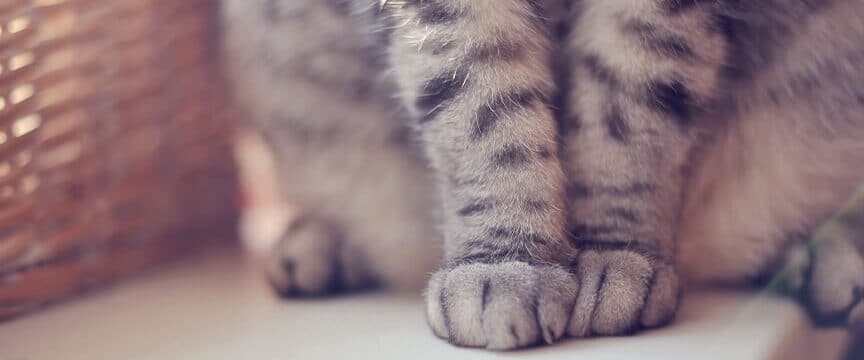 猫のふみふみ行動: 母猫への愛情表現の名残? 5 e78cabe381aee381b5e381bfe381b5e381bfe8a18ce58b95 e6af8de78cabe381b8e381aee6849be68385e8a1a8e78fbee381aee5908de6ae8befbc9f