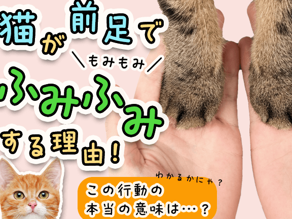 猫のふみふみ:オス猫もするの?その理由と意味 5 e78cabe381aee381b5e381bfe381b5e381bfefbc9ae382aae382b9e78cabe38282e38199e3828be381aeefbc9fe3819de381aee79086e794b1e381a8e6848fe591b3