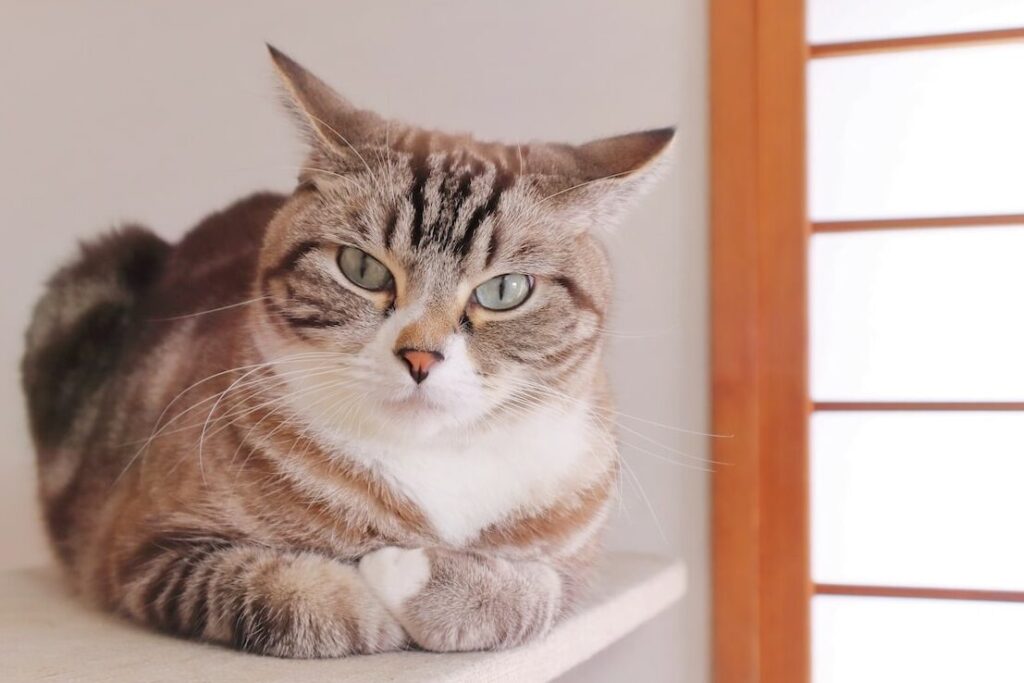 猫のイカ耳!その意味と気持ちを読み解く方法 1 e78cabe381aee382a4e382abe880b3efbc81e3819de381aee6848fe591b3e381a8e6b097e68c81e381a1e38292e8aaade381bfe8a7a3e3818fe696b9e6b395
