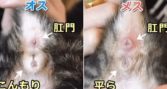 猫のオスメス見分け方: 子猫でもわかる見分けポイント 1 e78cabe381aee382aae382b9e383a1e382b9e8a68be58886e38191e696b9 e5ad90e78cabe381a7e38282e3828fe3818be3828be8a68be58886e38191e3839de382a4