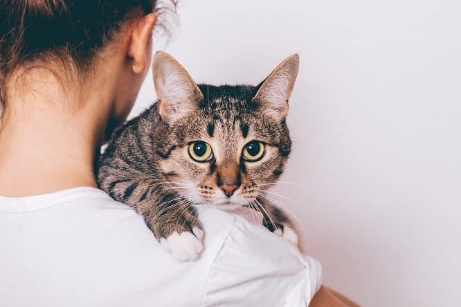猫のゴマ柄!人気の猫種と性格、特徴を紹介 1 e78cabe381aee382b4e3839ee69f84efbc81e4babae6b097e381aee78cabe7a8aee381a8e680a7e6a0bce38081e789b9e5beb4e38292e7b4b9e4bb8b