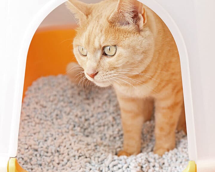 猫のトイレと猫砂:究極のガイド 5 e78cabe381aee38388e382a4e383ace381a8e78cabe7a082efbc9ae7a9b6e6a5b5e381aee382ace382a4e38389