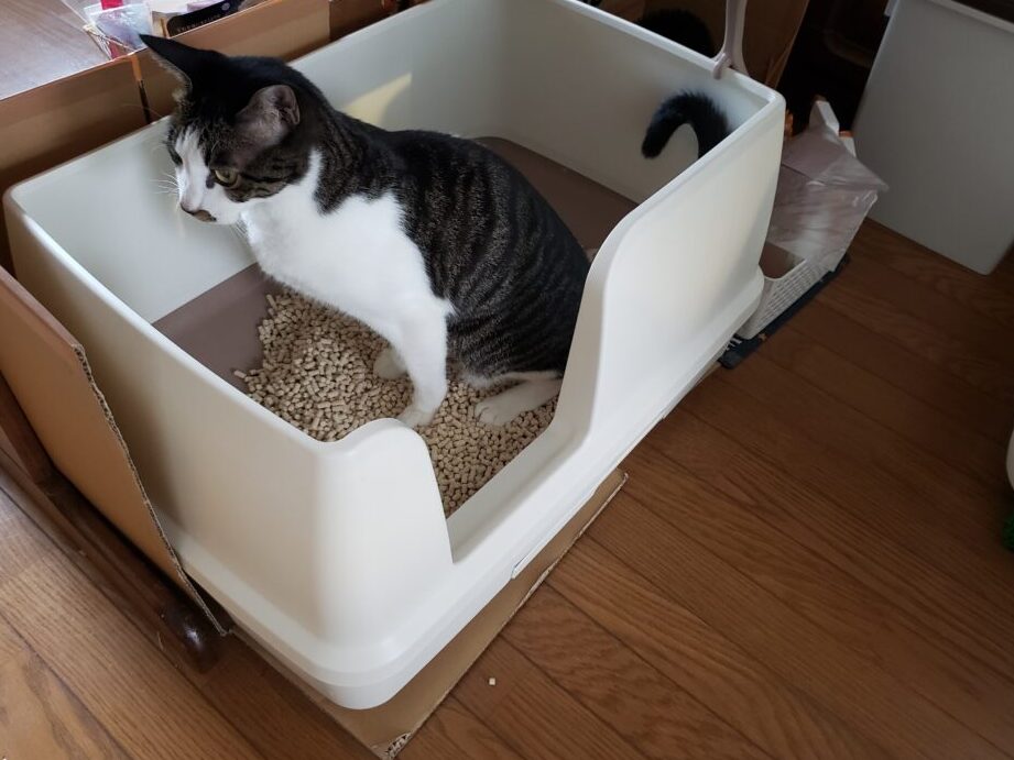 猫のトイレ掃除、簡単&効果的な方法を紹介 1 e78cabe381aee38388e382a4e383ace68e83e999a4e38081e7b0a1e58d98efbc86e58ab9e69e9ce79a84e381aae696b9e6b395e38292e7b4b9e4bb8b