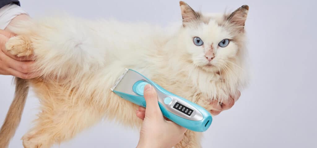 猫のトリミング、注意点とサロン選びのポイント 5 e78cabe381aee38388e383aae3839fe383b3e382b0e38081e6b3a8e6848fe782b9e381a8e382b5e383ade383b3e981b8e381b3e381aee3839de382a4e383b3e38388