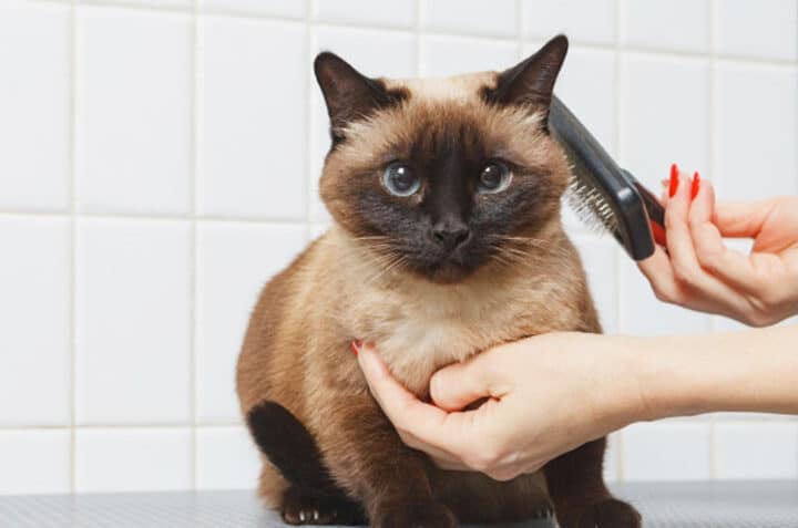 猫のトリミングサロンおすすめ5選!料金とサービス内容 1 e78cabe381aee38388e383aae3839fe383b3e382b0e382b5e383ade383b3e3818ae38199e38199e382815e981b8efbc81e69699e98791e381a8e382b5e383bce38393