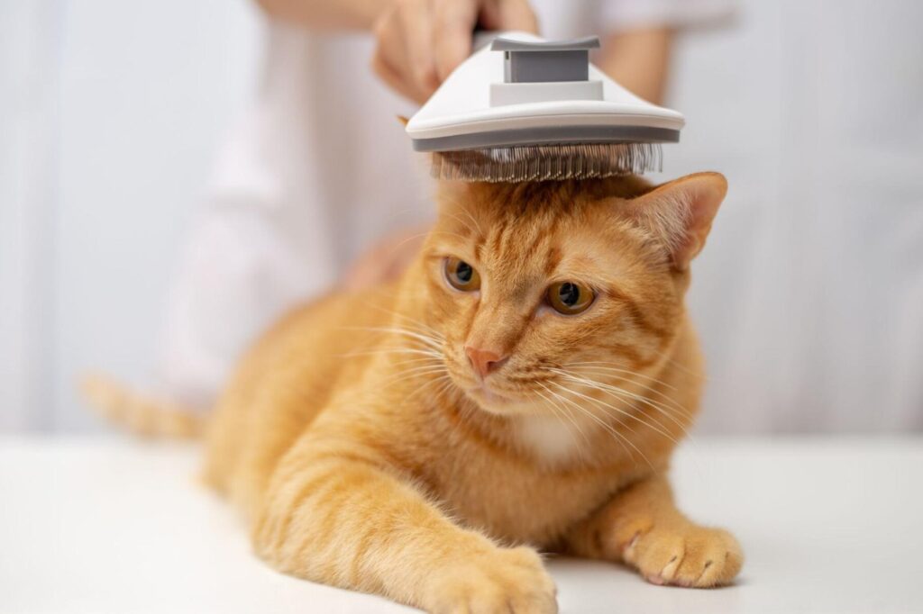 猫のノミ駆除完全ガイド!効果的な方法と予防策 5 e78cabe381aee3838ee3839fe9a786e999a4e5ae8ce585a8e382ace382a4e38389efbc81e58ab9e69e9ce79a84e381aae696b9e6b395e381a8e4ba88e998b2e7ad96