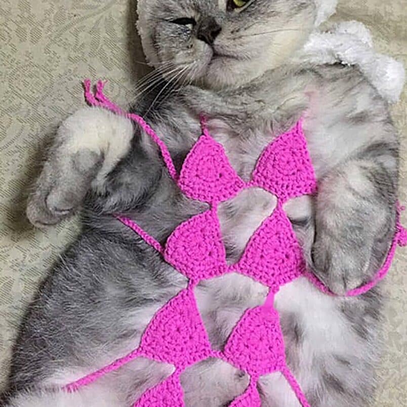 猫のブラジャー:究極的なペットファッションガイド 5 e78cabe381aee38396e383a9e382b8e383a3e383bcefbc9ae7a9b6e6a5b5e79a84e381aae3839ae38383e38388e38395e382a1e38383e382b7e383a7e383b3e382ac