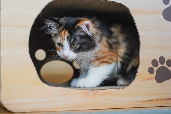 猫のベッド:最適な休息空間の選び方 5 e78cabe381aee38399e38383e38389efbc9ae69c80e981a9e381aae4bc91e681afe7a9bae99693e381aee981b8e381b3e696b9