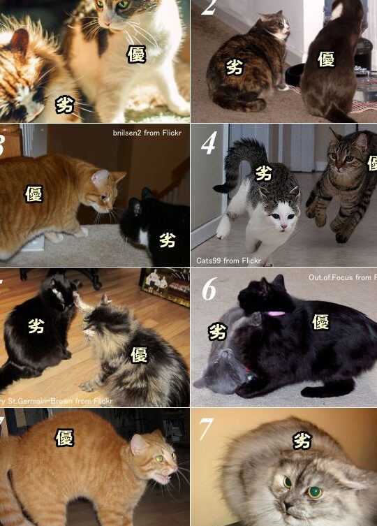 猫のボスは誰だ!?多頭飼いの猫の序列と見分け方 5 e78cabe381aee3839ce382b9e381afe8aab0e381a0efbc81efbc9fe5a49ae9a0ade9a3bce38184e381aee78cabe381aee5ba8fe58897e381a8e8a68be58886e38191