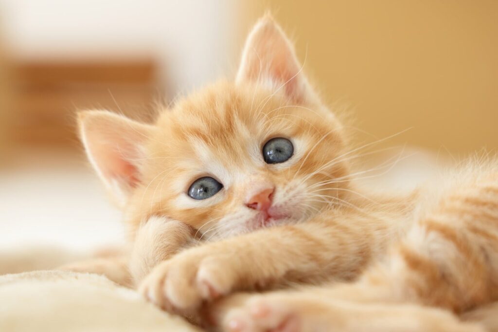 猫のミネラル不足に要注意!症状と対策を獣医師が解説 5 e78cabe381aee3839fe3838de383a9e383abe4b88de8b6b3e381abe8a681e6b3a8e6848fefbc81e79787e78ab6e381a8e5afbee7ad96e38292e78da3e58cbbe5b8ab