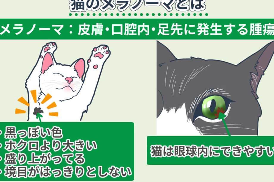 猫のメラノーマは目に発生!?症状と治療法を知ろう 5 e78cabe381aee383a1e383a9e3838ee383bce3839ee381afe79baee381abe799bae7949fefbc81efbc9fe79787e78ab6e381a8e6b2bbe79982e6b395e38292e79fa5