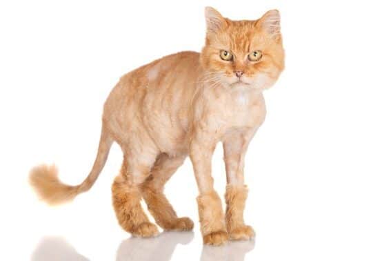 猫のライオンカット:メリット・デメリット、料金相場 5 e78cabe381aee383a9e382a4e382aae383b3e382abe38383e38388efbc9ae383a1e383aae38383e38388e383bbe38387e383a1e383aae38383e38388e38081e69699