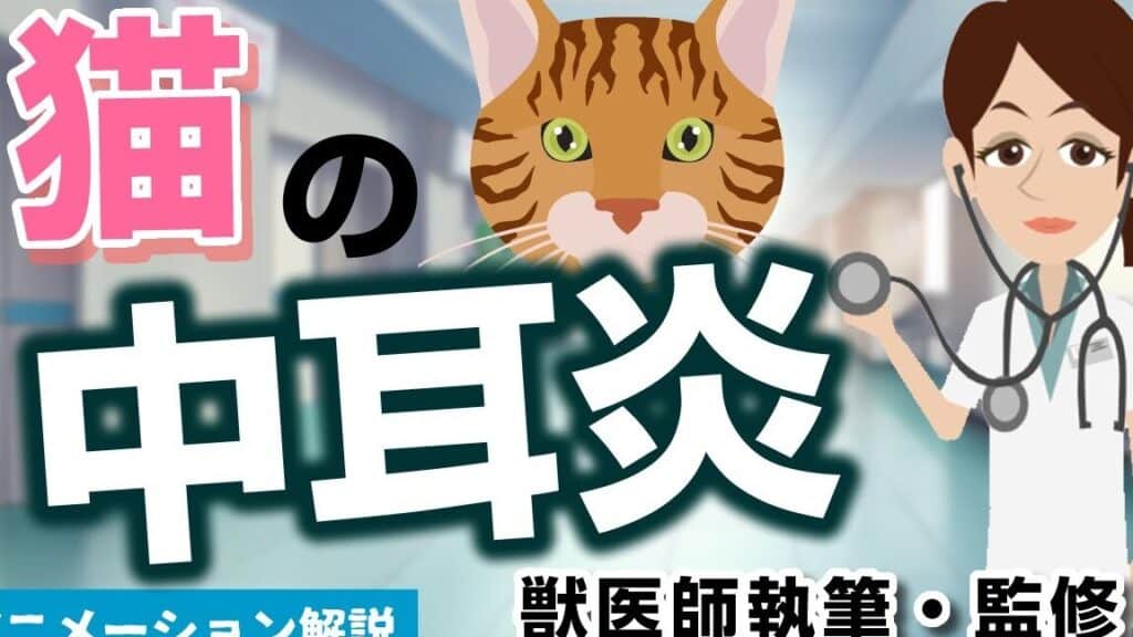 猫の中耳炎!症状と原因、治療法について解説 5 e78cabe381aee4b8ade880b3e7828eefbc81e79787e78ab6e381a8e58e9fe59ba0e38081e6b2bbe79982e6b395e381abe381a4e38184e381a6e8a7a3e8aaac