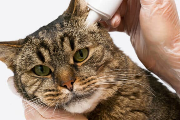 猫の体温:正常値と測り方、平熱より高い/低い場合 5 e78cabe381aee4bd93e6b8a9efbc9ae6ada3e5b8b8e580a4e381a8e6b8ace3828ae696b9e38081e5b9b3e786b1e38288e3828ae9ab98e38184 e4bd8ee38184e5a0b4
