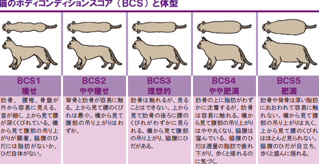 猫の体重7キロは重い?肥満による病気リスクと対策 5 e78cabe381aee4bd93e9878d7e382ade383ade381afe9878de38184efbc9fe882a5e6ba80e381abe38288e3828be79785e6b097e383aae382b9e382afe381a8e5afbe