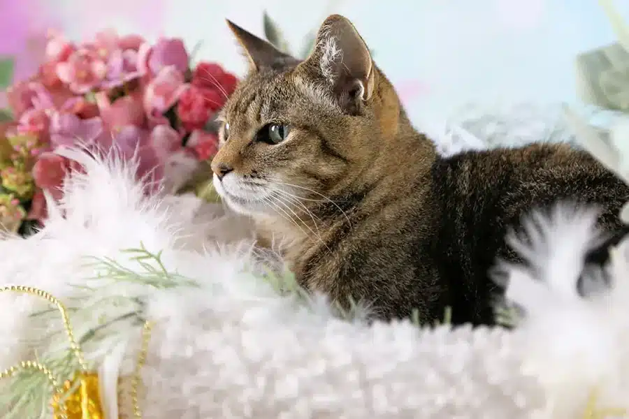 猫の供養!方法と費用、ペットロスを乗り越えるために 1 e78cabe381aee4be9be9a48aefbc81e696b9e6b395e381a8e8b2bbe794a8e38081e3839ae38383e38388e383ade382b9e38292e4b997e3828ae8b68ae38188e3828b
