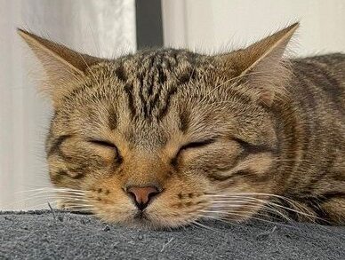 猫の可愛い画像集!癒やされる写真がいっぱい 1 e78cabe381aee58fafe6849be38184e794bbe5838fe99b86efbc81e79992e38284e38195e3828ce3828be58699e79c9fe3818ce38184e381a3e381b1e38184