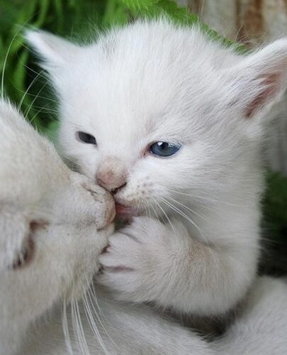 猫の可愛い画像集!見ているだけで癒される 5 e78cabe381aee58fafe6849be38184e794bbe5838fe99b86efbc81e8a68be381a6e38184e3828be381a0e38191e381a7e79992e38195e3828ce3828b