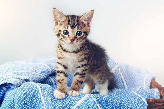 猫の可愛さは異常:科学的に証明された猫の魅力 1 e78cabe381aee58fafe6849be38195e381afe795b0e5b8b8efbc9ae7a791e5ada6e79a84e381abe8a8bce6988ee38195e3828ce3819fe78cabe381aee9ad85e58a9b
