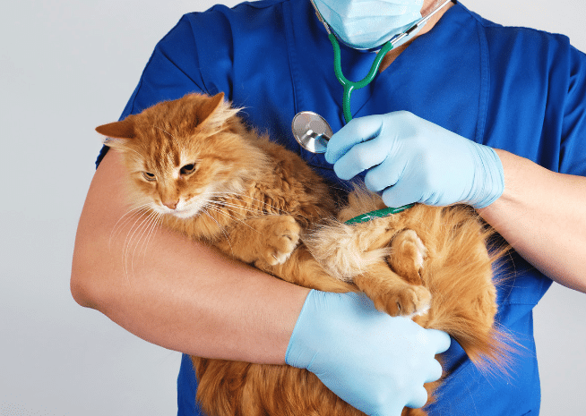 猫の呼吸でお腹が動く: 正常?それとも病気? 8 e78cabe381aee591bce590b8e381a7e3818ae885b9e3818ce58b95e3818f e6ada3e5b8b8efbc9fe3819de3828ce381a8e38282e79785e6b097efbc9f