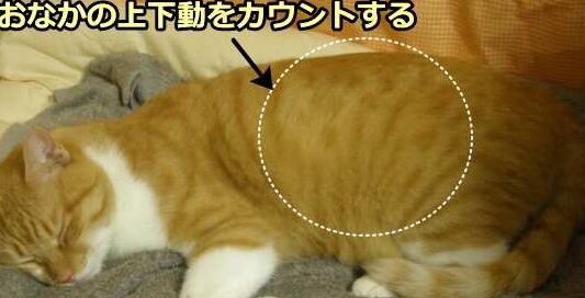 猫の呼吸数: 正常値と異常時の見分け方 9 e78cabe381aee591bce590b8e695b0 e6ada3e5b8b8e580a4e381a8e795b0e5b8b8e69982e381aee8a68be58886e38191e696b9