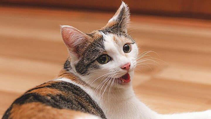 猫の呼吸音がする!原因と対処法、病院へ行く目安は? 5 e78cabe381aee591bce590b8e99fb3e3818ce38199e3828befbc81e58e9fe59ba0e381a8e5afbee587a6e6b395e38081e79785e999a2e381b8e8a18ce3818fe79bae
