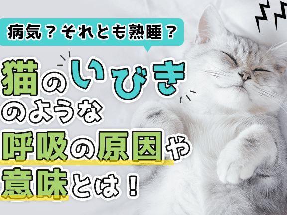 猫の呼吸音がグーグー!考えられる原因と対処法 5 e78cabe381aee591bce590b8e99fb3e3818ce382b0e383bce382b0e383bcefbc81e88083e38188e38289e3828ce3828be58e9fe59ba0e381a8e5afbee587a6e6b395