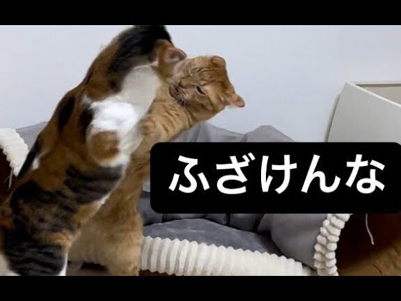 猫の喧嘩コピペ集!おもしろエピソード満載 1 e78cabe381aee596a7e598a9e382b3e38394e3839ae99b86efbc81e3818ae38282e38197e3828de382a8e38394e382bde383bce38389e6ba80e8bc89