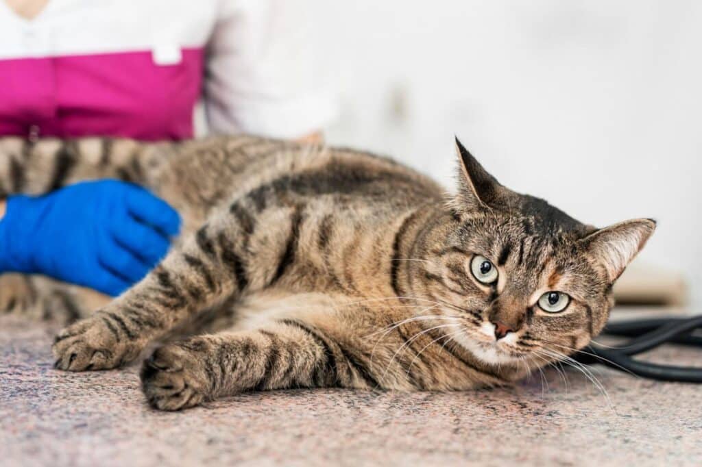 猫の報酬金保険とは?メリットとデメリット、加入の注意点 5 e78cabe381aee5a0b1e985ace98791e4bf9de999bae381a8e381afefbc9fe383a1e383aae38383e38388e381a8e38387e383a1e383aae38383e38388e38081e58aa0