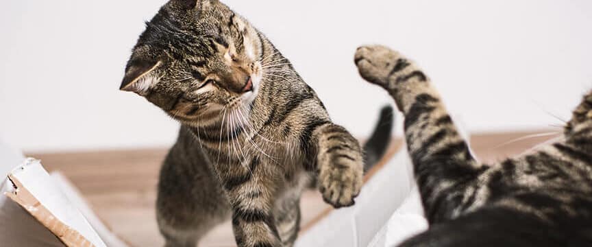猫の多頭飼いで喧嘩が絶えない!原因と対策 5 e78cabe381aee5a49ae9a0ade9a3bce38184e381a7e596a7e598a9e3818ce7b5b6e38188e381aae38184efbc81e58e9fe59ba0e381a8e5afbee7ad96