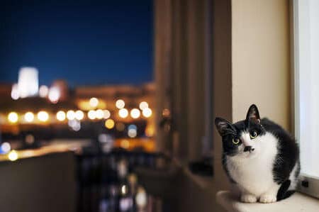 猫の夜行性: なぜ夜に活発になるのか? 7 e78cabe381aee5a49ce8a18ce680a7 e381aae3819ce5a49ce381abe6b4bbe799bae381abe381aae3828be381aee3818befbc9f