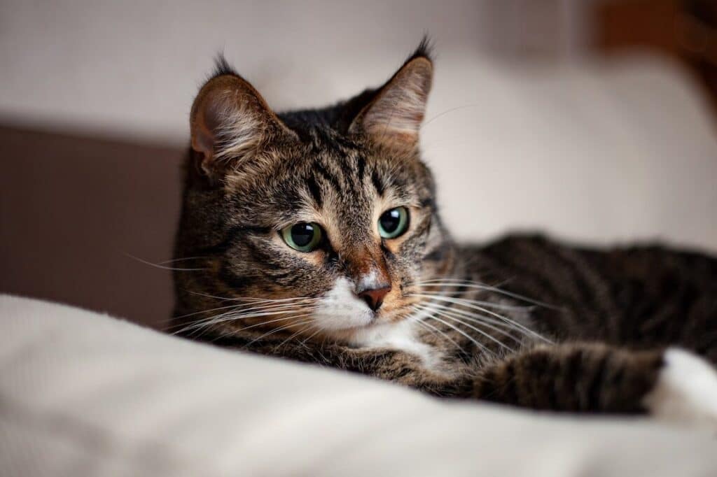 猫の夜鳴き、原因と対策!静かな夜を取り戻す 5 e78cabe381aee5a49ce9b3b4e3818de38081e58e9fe59ba0e381a8e5afbee7ad96efbc81e99d99e3818be381aae5a49ce38292e58f96e3828ae688bbe38199