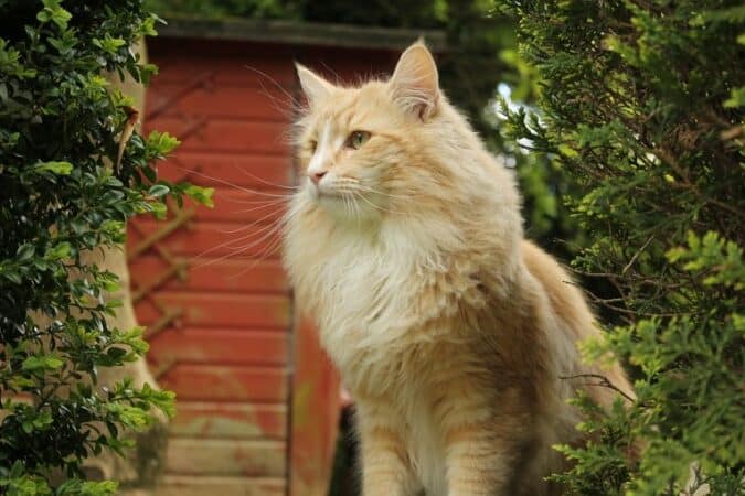 猫の大型種をご紹介!メインクーンやラグドールなど 5 e78cabe381aee5a4a7e59e8be7a8aee38292e38194e7b4b9e4bb8befbc81e383a1e382a4e383b3e382afe383bce383b3e38284e383a9e382b0e38389e383bce383ab