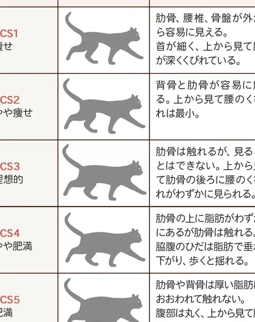 猫の太りすぎは危険!肥満による病気のリスクと対策 5 e78cabe381aee5a4aae3828ae38199e3818ee381afe58db1e999baefbc81e882a5e6ba80e381abe38288e3828be79785e6b097e381aee383aae382b9e382afe381a8