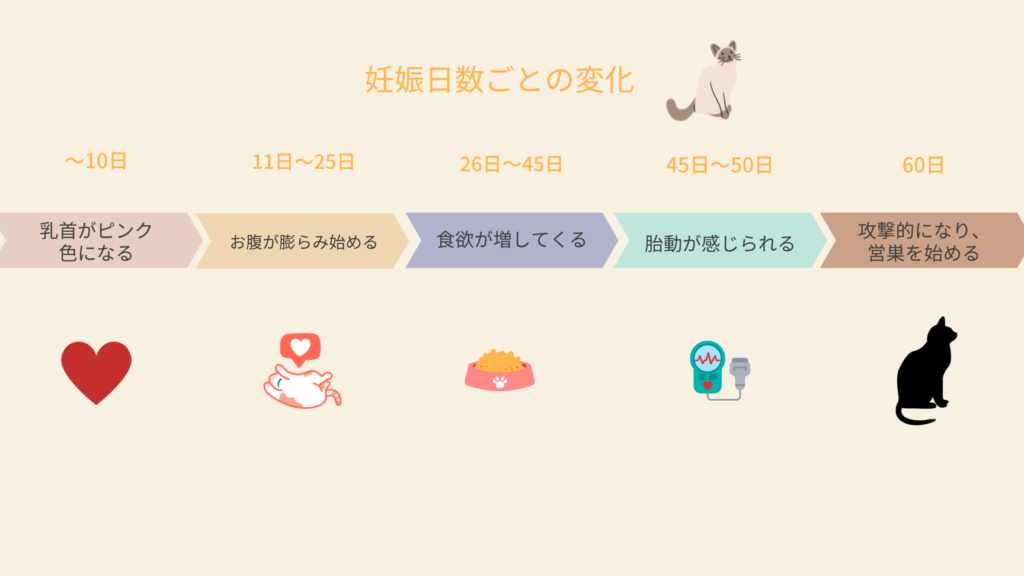猫の妊娠期間:出産までの流れと注意点 5 e78cabe381aee5a68ae5a8a0e69c9fe99693efbc9ae587bae794a3e381bee381a7e381aee6b581e3828ce381a8e6b3a8e6848fe782b9